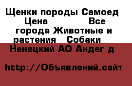 Щенки породы Самоед › Цена ­ 20 000 - Все города Животные и растения » Собаки   . Ненецкий АО,Андег д.